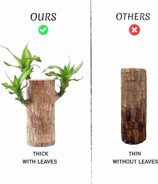 Brazilian Lucky Wood, Mini Home Plant Decorations (Pack of 2)